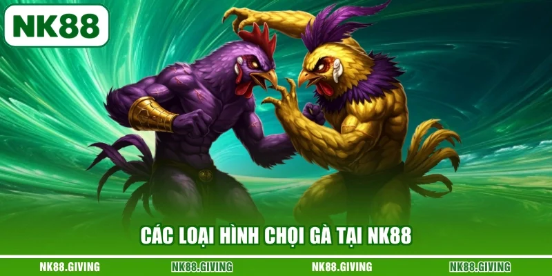 Các loại hình chọi gà tại NK88